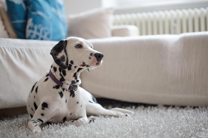 How To Correctly Remove Pets Stains From Area Rugs